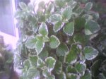 Photo0002.jpg