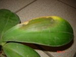 Orquideas 001.jpg