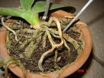 Orquideas 002.jpg