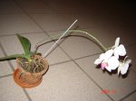 Orquideas 003.jpg