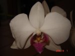 Orquideas 004.jpg