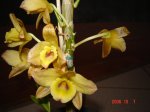 Orquideas 005.jpg