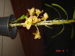 Orquideas 006.jpg