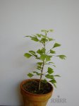 ginko-2006.jpg