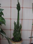 cactus 003.jpg