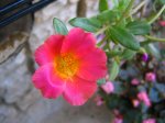 IMG_5368.jpg