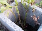 huerta 24 6-06 029.jpg