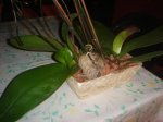 Dsc02443.jpg