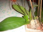 Dsc02446.jpg