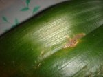 Dsc02447.jpg