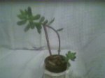 Photo0006.jpg