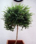 aligustrum-de-bola1.jpg