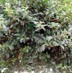 aligustrum-de-bola2.jpg
