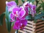 Phalaenopsis  miniatura Little Lady.jpg
