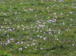 campoCROCUS1.JPG