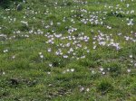 CAMPOcrocus2.JPG
