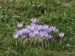 crocus1.JPG