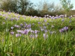 CROCUS2.JPG
