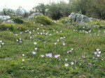 crocusROCAS.JPG