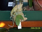 phalaenopsis lobbii.jpg