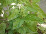 albahaca.jpg