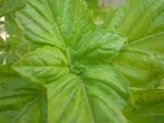 albahaca detalle.jpg