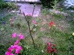 rosa roja1.jpg