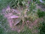 mi aloe.jpg