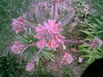 mi aloe en flor.jpg