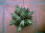 mi haworthia.jpg