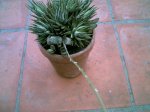 haworthia o no1.jpg
