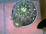cactus con hijos1.jpg