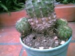 cactus enfermitus1.jpg