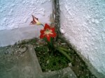 azucena roja1.jpg
