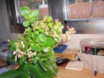 planta.JPG