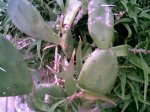 cactus1a.jpg