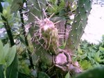 cactus2a.jpg