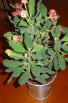 DSC02155.JPG