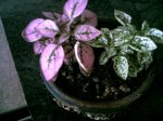 plantitas desconocidas1.jpg