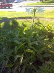 DSC00169.JPG