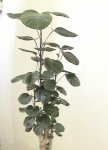 DSC00259.JPG