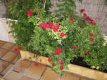 foro rosalmini rojo.JPG