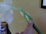 DSC00168.JPG