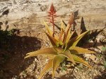 Aloe x delaetii.jpg