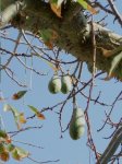 fruto-semillas de chorisia.JPG