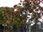 arbol web.JPG