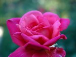 DSC_0048olorrec.jpg