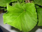 begonia hoja.jpg