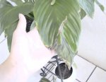 DSC00246.JPG
