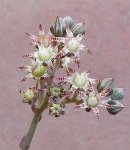 graptopetalumrusbyi.jpg